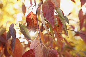 red leaves and green berries on a tree