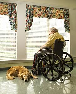 Elderly Man in wheelchair and dog