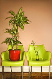 Two Green Plastic Chairs with Plants