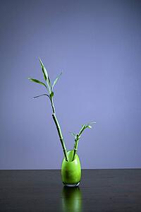 Lucky Bamboo in Green Glass Vase
