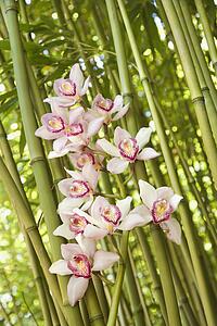 Orchids and Bamboo Stalks