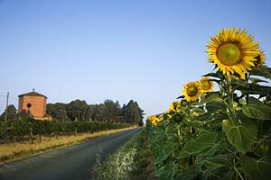 Field of Sunflowers Next to Road