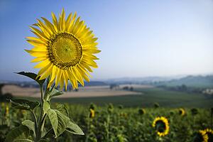 Sunflower in a Field