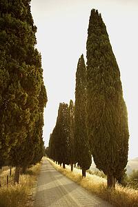 Tree-Lined Rural Road
