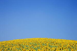 Sunflower Field