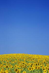 Sunflower Field