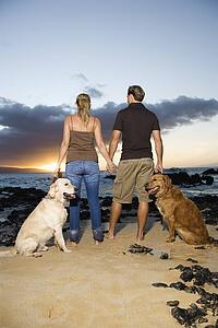 Couple Holding hands and Walking Dogs on the Beach