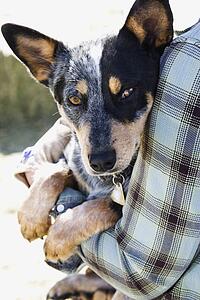 Person Holding Australian Shepherd