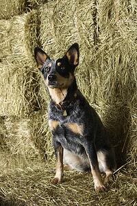 Australian Shepherd on a Hay Bale