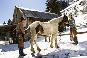 Man and Woman Grooming a Horse