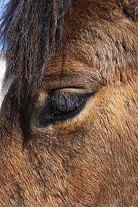 Close-up of Horse Eye