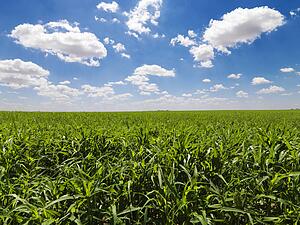 Green Cornfield and Blue Sky