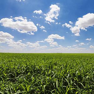 Green Cornfield and Blue Sky