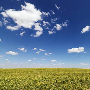 Crops Growing in a Field