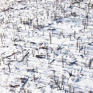 Dead Trees on Snowy Ground