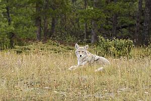 Coyote (Canis latrans) 