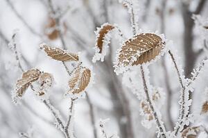 calgary, alberta, canada; frost covering brown leaves on a tree