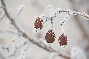 calgary, alberta, canada; frost on a dried crab apple on a tree