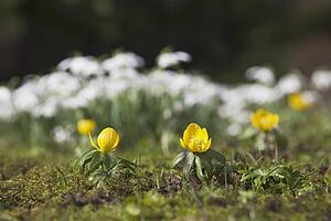 small yellow flowers