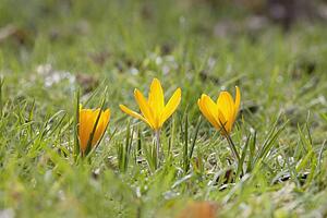 yellow flowers growing in grass