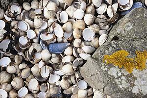 an abundance of seashells beside a rock