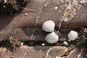 clam shells on a rock