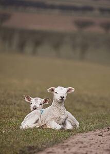 two lambs laying on the grass