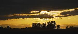 silhouette of trees under a sunset