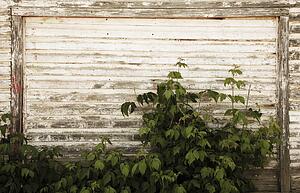 alberta, canada; an old garage door with plants growing in front of it
