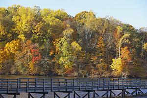 knoxville, tennessee, united states of america; trees along the shoreline and a wooden bridge