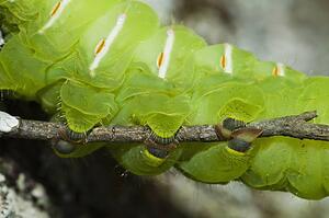 north carolina, united states of america; polyphemus moth caterpillar (antheraea polyphemus) clinging to a stick