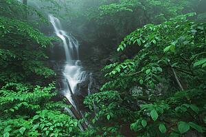 virginia, united states of america; fog and lush, green foliage surround lower doyles river falls in shenandoah national park