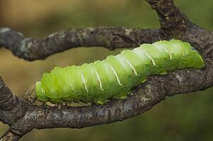north carolina, united states of america; polyphemus moth caterpillar (antheraea polyphemus) crawling on a tree limb