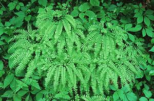 tennessee, united states of america; northern maidenhair ferns (adiantum pedatum) surrounded by nettle and spring foliage in the great smoky mountains national park