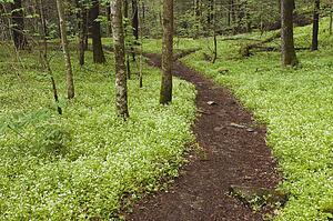 tennessee, united states of america; white fringed phacelia (phacelia fimbriata) wildflowers fills the forest along the porter's creek trail in the great smoky mountains national park
