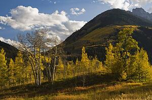 colorado, united states of america; aspen trees (populus tremuloides) and mountains in autumn in white river national forest
