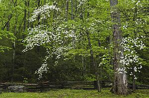tennessee, united states of america; flowering dogwoods (cornus florida (l. ) in the forest with a fence in the great smoky mountains national park