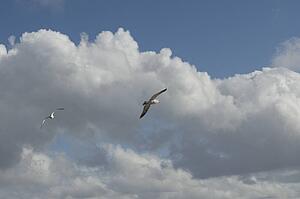 birds flying in a cloud filled sky