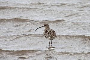 Northumberland, England; A Curlew (Numenius) Wading In The Shallow Water