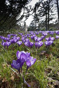 Howick, Northumberland, England; Purple Tulips In A Field At Howick Hall