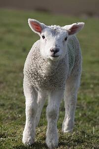 Northumberland, England; A White Lamb