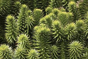 Cumbria, England; Monkey-Puzzle Tree (Araucaria Araucana)