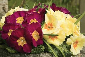 Cumbria, England; Primulas (Primulaceae)