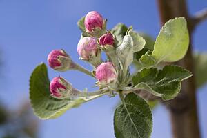 Calgary, Alberta, Canada; Gemini Apple Blossoms Not Yet Open