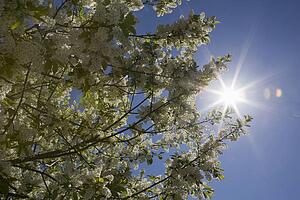 Calgary, Albert, Canada; Low Angle Of A Flowering May Day Tree And The Sun Burst