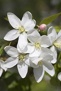 Calgary, Alberta, Canada; Crab Apple Blossoms