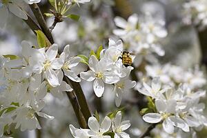 Calgary, Alberta, Canada; A Bumble Bee On Crab Apple Blossoms