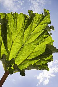 Calgary, Alberta, Canada; A Rhubarb Leaf