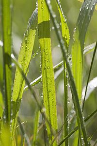Dew Drops On Blades Of Grass
