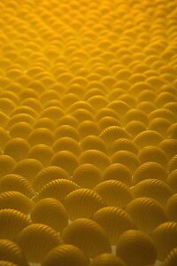 Pasta Shells